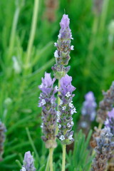 flower in the garden