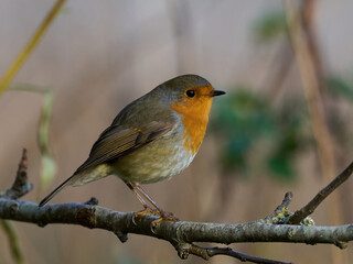 European robin (Erithacus rubecula)