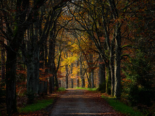 Naklejka premium OLYMPUS DIGITAL CAMERA