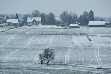 Rural landscapes with fields winter corn covered with snow and snowy buildings on horizon