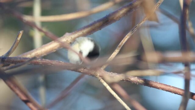 Une M&eacute;sange &Agrave; T&ecirc;te Noire sur une branche en hiver	