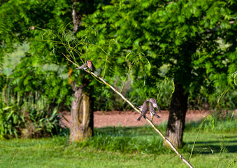House finches have congregated and seem playful