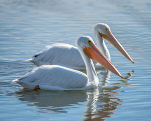 A pair of American White Pelicans (Pelecanus erythrorhynchos) swim in the lake at the Sepulveda Basin Wildlife  Reserve in Van Nuys, CA.