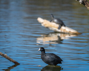 American Coot (Fulica americana) preens itself at the Sepulveda Basin Wildlife  Reserve in Van Nuys, CA.