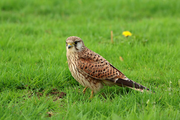 A female Kestrel perched on the grass. Close up image of a wild kestrel. Scientific name Falco tinnunculus.