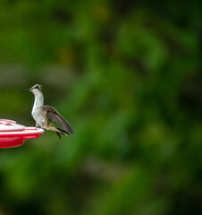 Hummingbird resting on feeder edge looking distinguished
