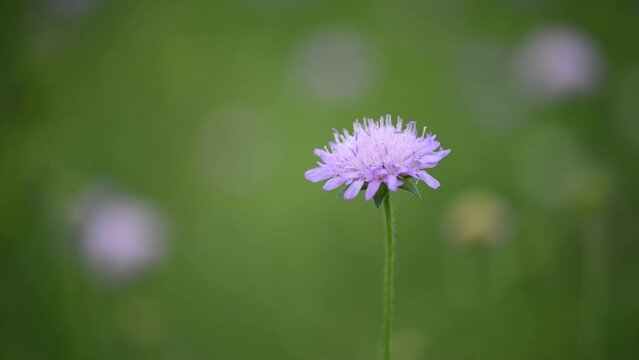 Nice 4k video of summer time purple field flowers close up