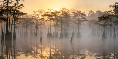 Foggy morning at Cypress Swamp	