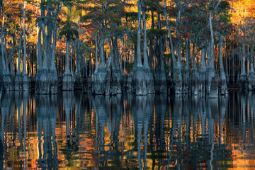 Cypress Swamp Reflections	 - obrazy, fototapety, plakaty