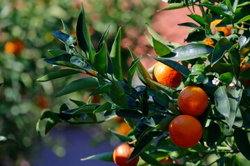 orange fruit tree