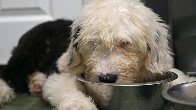 Old English Sheepdog puppy drinks from water bowl