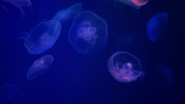 Jellyfish illuminated in blue and pink on blue background. Relax concept. Undersea world. 