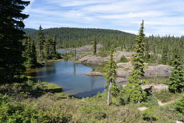 lake and forest