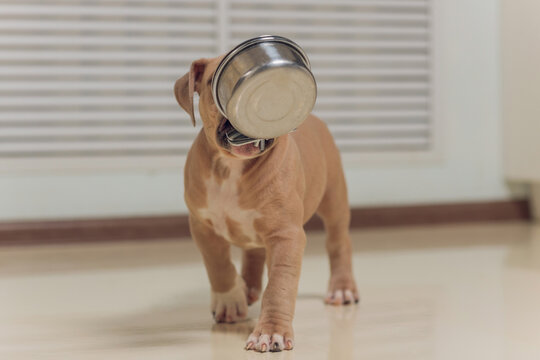 Mystified blue American Bully puppy curiously walking forward with its mouth.