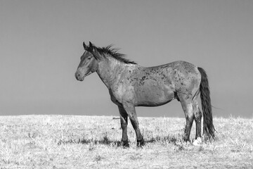 Wild Horse - Bay roan Mustang in the Pryor Mountains Wild Horse Refuge Sanctuary on the border of...
