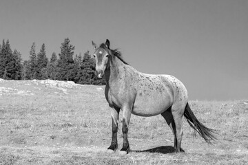 Bay roan wild horse band stallion on mountain ridge in the western United States
