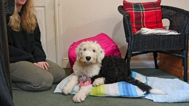 Old English Sheepdog puppy and woman with dog toy