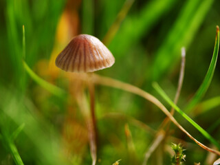 Fungi mushroom growing wild in British countryside 