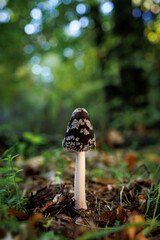 Coprinus picaceus. Mushroom in a chestnut forest.