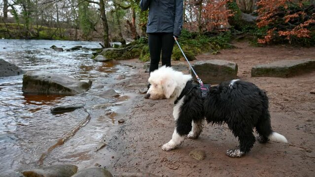 Timid Old English Sheepdog puppy scared of water