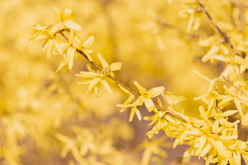 Forsythia intermedia or border forsythia flowers closeup blossoming at spring, beautiful yellow petals at Easter, ornamental deciduous shrub