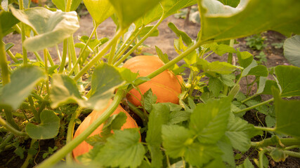 harvest orange pumpkins grow on the ground outside