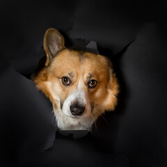 square portrait of a funny corgi dog puppy peeking out of a torn hole on a background of black...