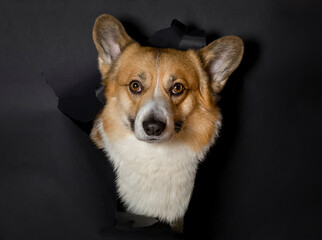 portrait of a funny smart corgi dog puppy peeking out of a torn hole on a background of black insulated paper
