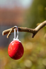 Red and painted easter egg hanging from a branch of a tree, celebrating Easter or Pascha in a...