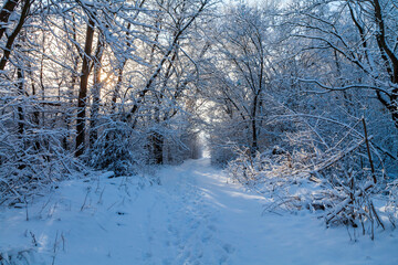 Picturesque snowy covered trees in a winter atmosphere. A path among trees in a snow-covered forest. Beautiful background image. Walk path, footprints on the snow and light in perspective.