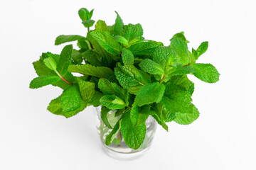 Close up of fresh green mint in a transparent glass. Green leaves on table at white background. Isolated view.