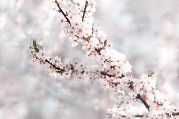 Blossoming cherry tree branches full of fresh light pink and white flowers blooming during spring on blurred background