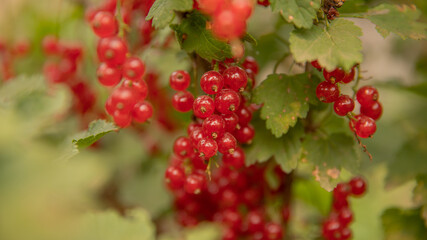 red currant grows on a bush among the green leaves