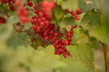 red currant grows on a bush among the green leaves