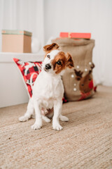 adorable jack russell dog indoor in front of christmas decoration at home