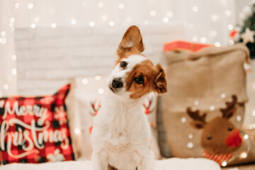 cute jack russell dog indoor in front of christmas decoration at home
