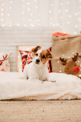 lovely jack russell dog indoor in front of christmas decoration at home