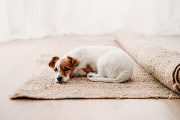 cute jack russell dog lying on carpet in new home