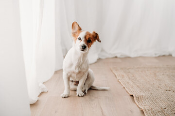 cute jack russell dog sitting by window in new home - 548591677