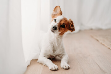 cute jack russell dog standing by window in new home - 548591681