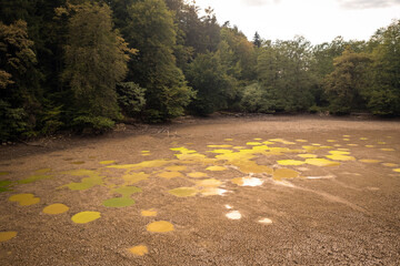 Dry gulch in the forest with small puddles, filled with green dirty stagnant water, during summer...