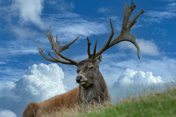 Brunfthirsch am Berghang