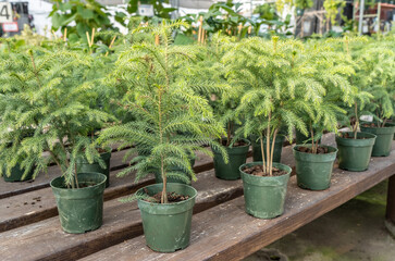 Fototapeta na wymiar Christmas Norfolk Pine Trees on Display at Greenhouse for the holidays