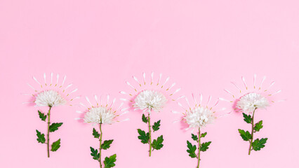 White chrysanthemum flowers their petals against a pink background.Template for text or design.
