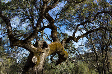 Fototapeta na wymiar Dramatic image of a twisted trunk and branches of a old oak tree in a forest in the California foothills 