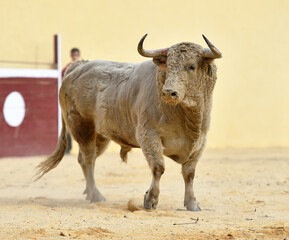 spanish white bull with big horns in spain