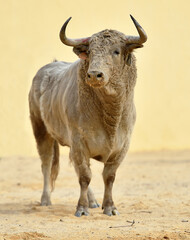 spanish white bull with big horns in spain