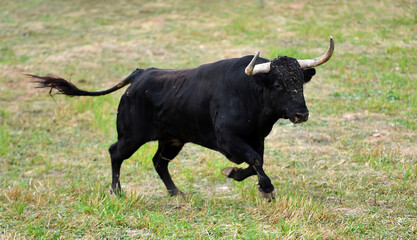 un toro espa&ntilde;ol en un espectaculo taurino 