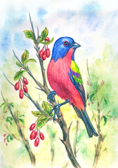 Painted bunting cardinal, nonpareil (lat. Passerina ciris) on a barberry branch against the background of shrub branches, watercolor illustration, print for textiles, decor for various household items