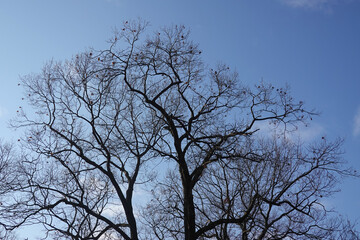 Trees Silhouetted